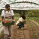 full-shot-women-farming-together