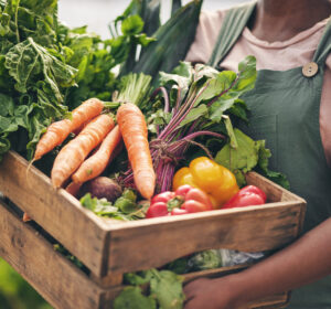 Person, vegetables box and agriculture, sustainability or farming for supply chain or agro business. Farmer, seller or supplier with harvest and gardening for NGO, nonprofit and food or groceries.