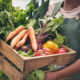 Person, vegetables box and agriculture, sustainability or farming for supply chain or agro business. Farmer, seller or supplier with harvest and gardening for NGO, nonprofit and food or groceries.